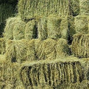 Shorefields Fresh Meadow Hay - Animal Feeding Hay Bale for Rabbits, Guinea Pig, Horses, Hamsters, Ponies - Nutritious Grasses & Wildflowers Blend - Green & Dust Free