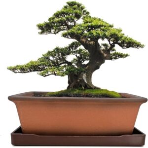 MUZHI Decorative Ceramic Bonsai Planter Pot 8.5 Inch with Tray, Breathable Unglazed Rectangle Terracotta Clay Pot for Tree Succulent Cactus Indoor Outdoor Red Brown